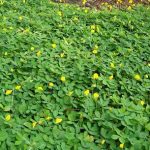 Forage legume, now a landscaper’s favorite 2