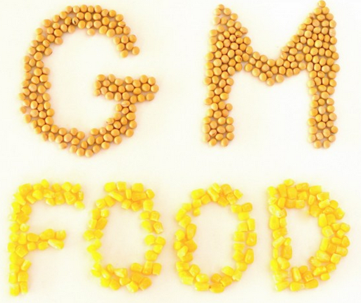 gm foods