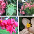 Mussaenda blooms year-round 5