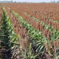 Investments in 500-1,000-hectare sweet sorghum plantation eyed for the San Carlos Bioenergy facility in Negros Occidental 5