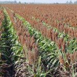Investments in 500-1,000-hectare sweet sorghum plantation eyed for the San Carlos Bioenergy facility in Negros Occidental 2
