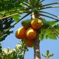 Papaya Production Guide 1