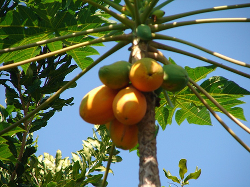 papaya farm photo
