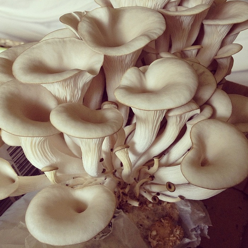 oyster mushroom photo