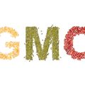 Genetically modified foods: how safe are they? 3