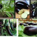 eggplant production