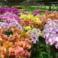 Growing Orchids for Business 1