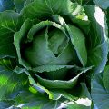 Cabbage Production Guide 4