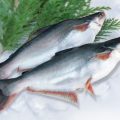 Pangasius Farming and Production Guide 5