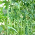 Developing High-Yielding Pole Sitao Cultivars for Organic Production 3