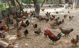 native chicken backyard
