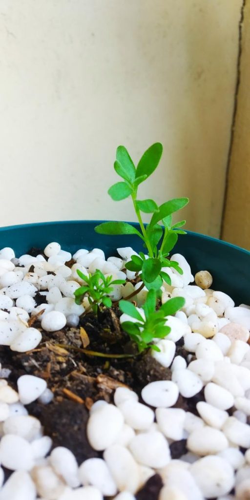 lavender munstead in tropics