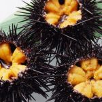 Make profits from sea urchin culture 2