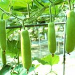 Bottle Gourd (Upo) Production Guide 1