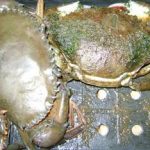Applying S&T for the improvement of the mangrove crab industry 3