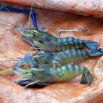 Philippine Shrimp Industry: Getting back to the top through S&T 5