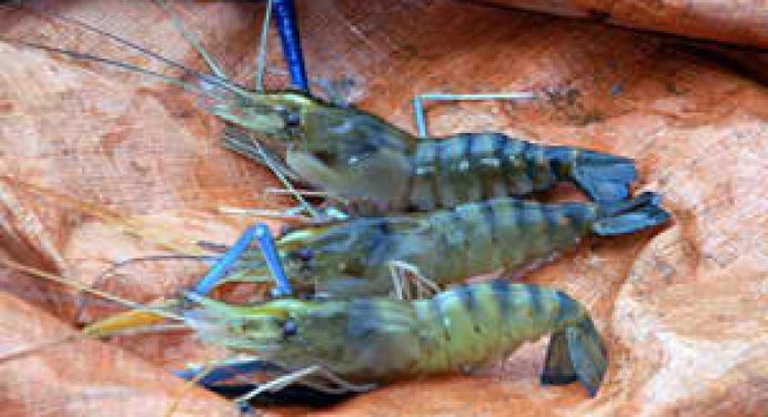 Philippine Shrimp Industry: Getting back to the top through S&T