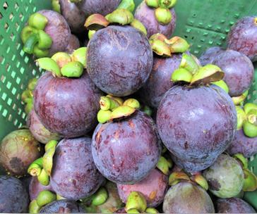 Off-season mangosteen now possible with R&D 1