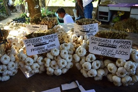 bawang-garlic