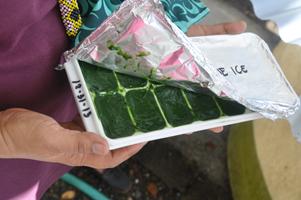 microalgae paste
