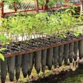 rubber seedlings