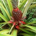 red spanish pineapple
