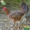 Crossbreeding of Native Chicken Gets Promising Results 4