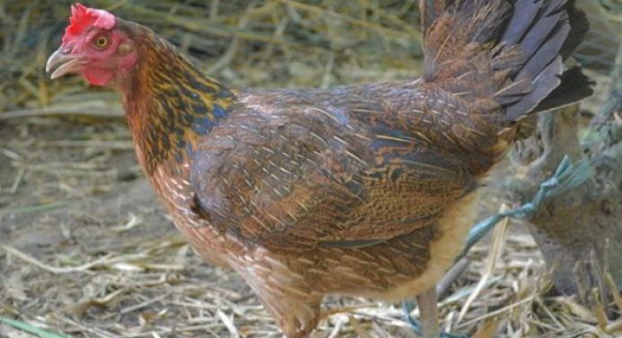 Crossbreeding of Native Chicken Gets Promising Results