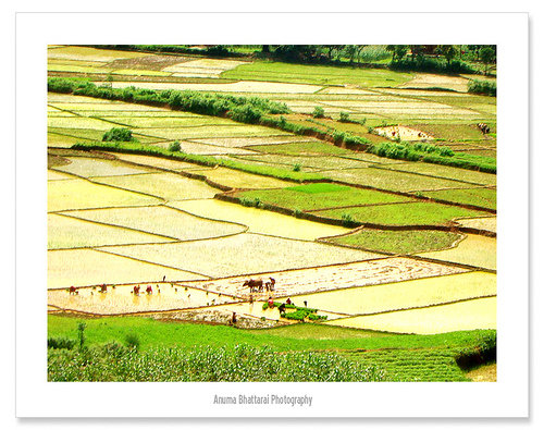 rice seeds planting photo