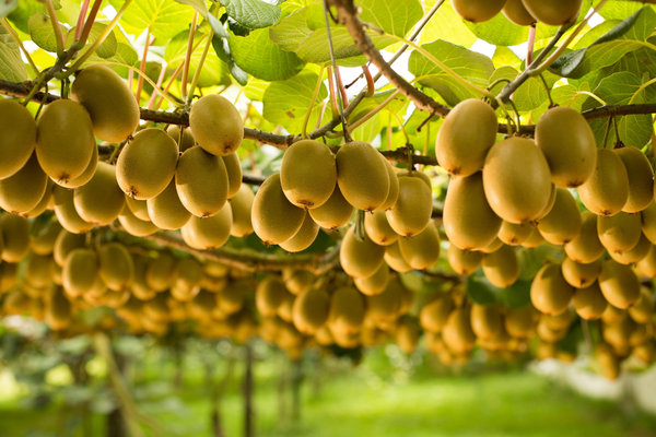 Zespri kiwi fruit