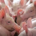 ADM helps prevent the spread of African Swine Fever in PH 1