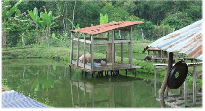 Backyard Integrated Pig-Fish Culture