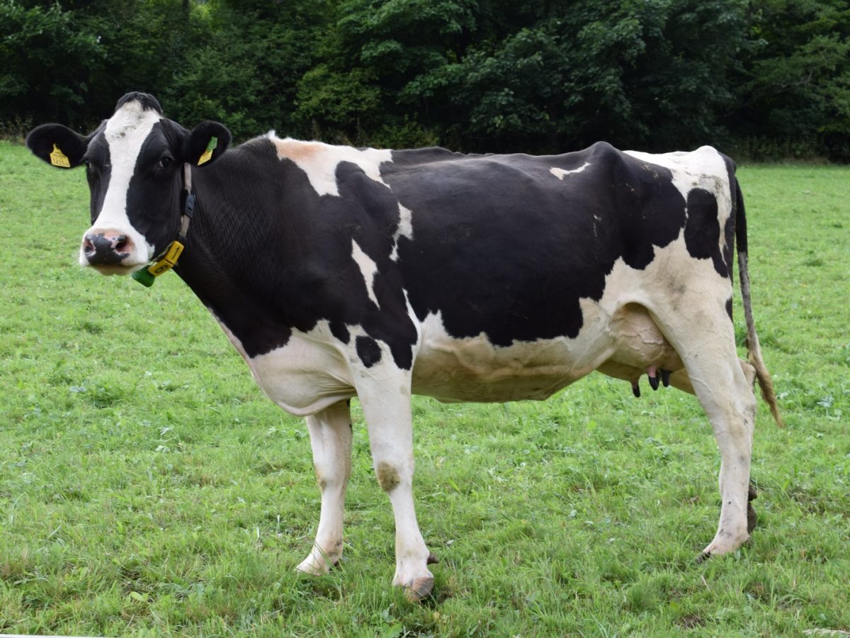 Dairy Cattle - How to Raise Dairy Cattle