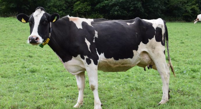 How to Raise Dairy Cattle