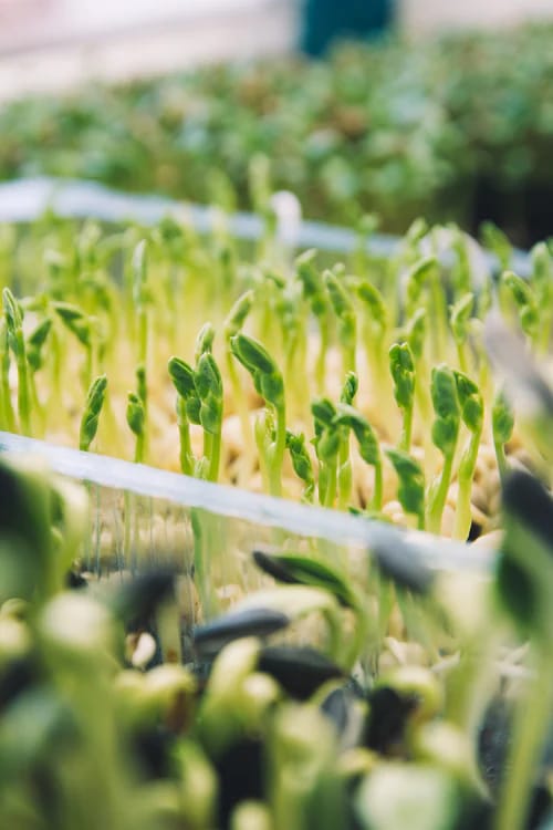 making money with microgreen