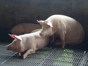 commercial pigs