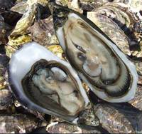 oyster farming