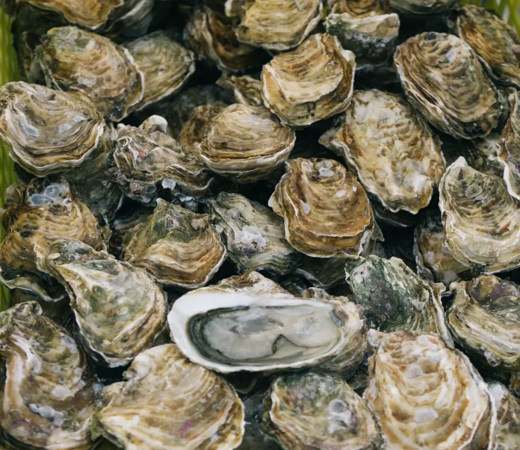 oyster farming and production business