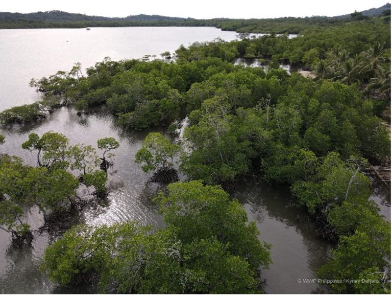 mangrove restoration project