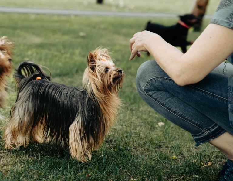 Puppy Financing