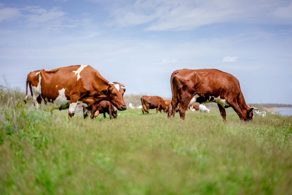 Meeting consumer demand for organic meat: A smart business move 13 brown and white cow on green grass field during daytime