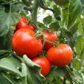 Growing Delicious Tomatoes