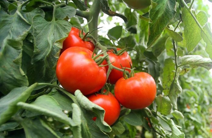 Growing Delicious Tomatoes