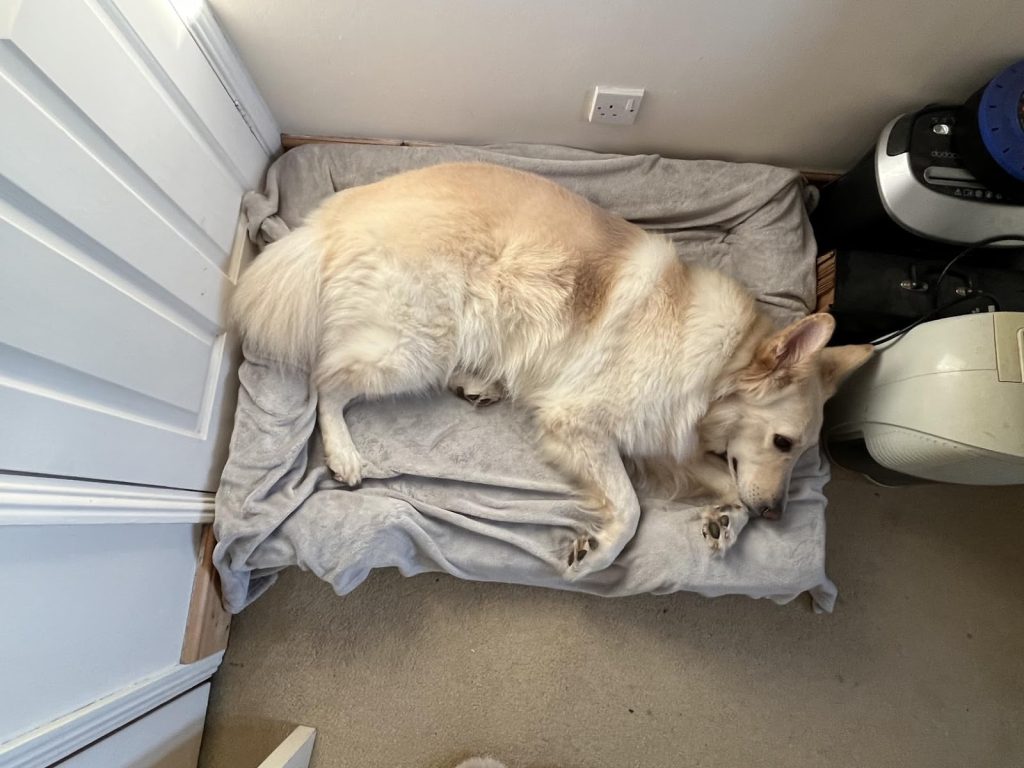 The Science of Sleep: How the Right Dog Bed Can Improve Your Pet's Well-Being 1 Dog Bed