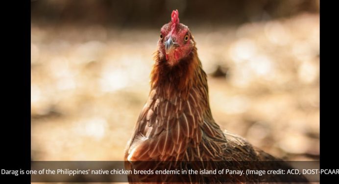 Reviving Tradition Through Science: The Journey of the Darag Native Chicken in the Philippines