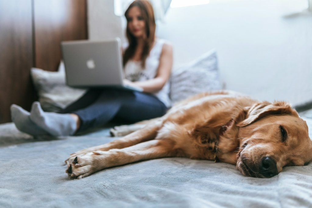 side hustles for stay-at-home parents -Golden Retriever lying on bed
