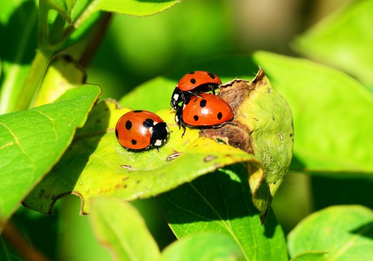 Organic Pest Control Methods- insects, beetles, ladybugs