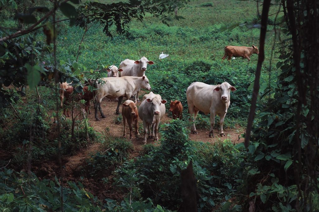 Small-scale Cattle Production - Cattle Raising in the Philippines 7 animal, cows, livestock, mammal, calve, calf, nature, cattle, grass, herd, cows, cows, cows, cows, cows, livestock, calf, cattle, cattle, cattle, cattle