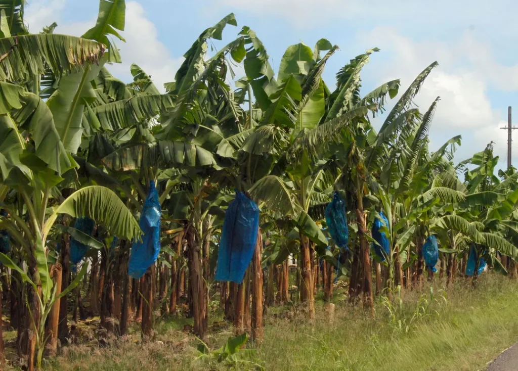 banana plantation