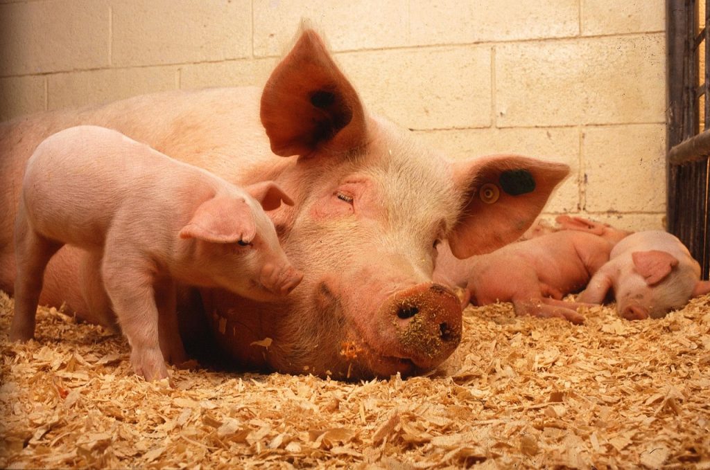 pigs, domestic, animals, fauna, pork, livestock, piglet, hog, nature, swine, pink, farming, orange animals, orange farm